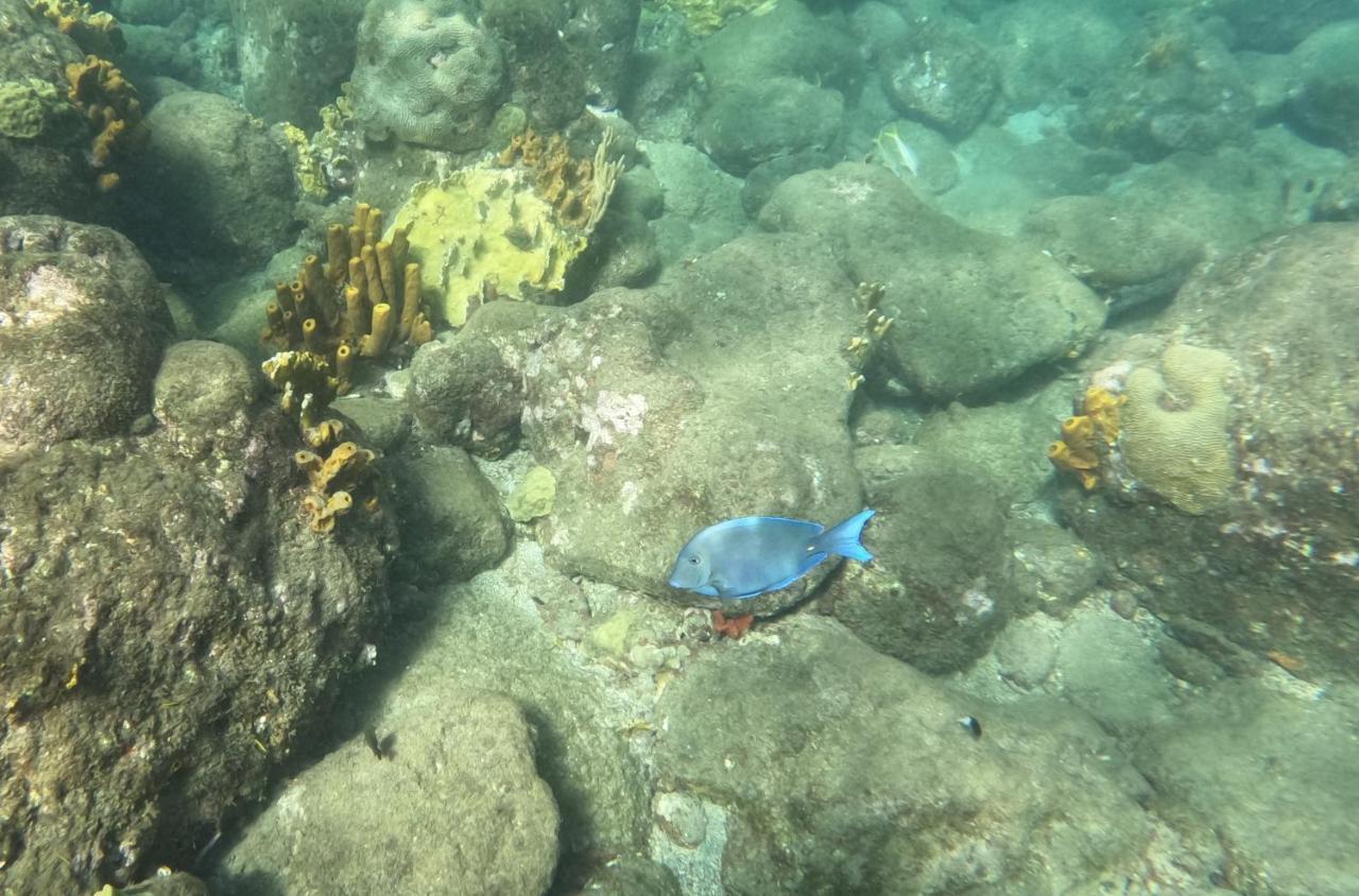 Sous Les Manguiers Villa